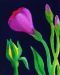 Violet Lysianthus and Yellow Rose Bud - Nerys Johnson